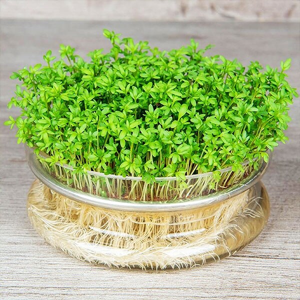 Семена за био кресон